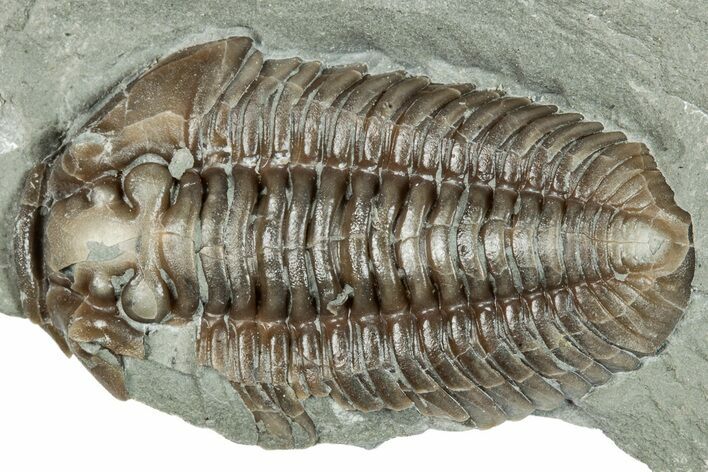 Bargain, Prone Flexicalymene Trilobite Fossil - Indiana #289959